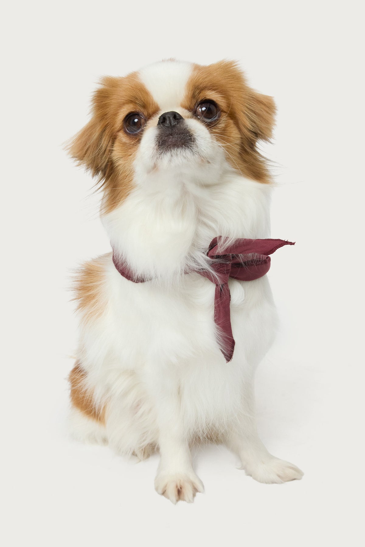 Sasha Bow Pet Bandana - Image 2