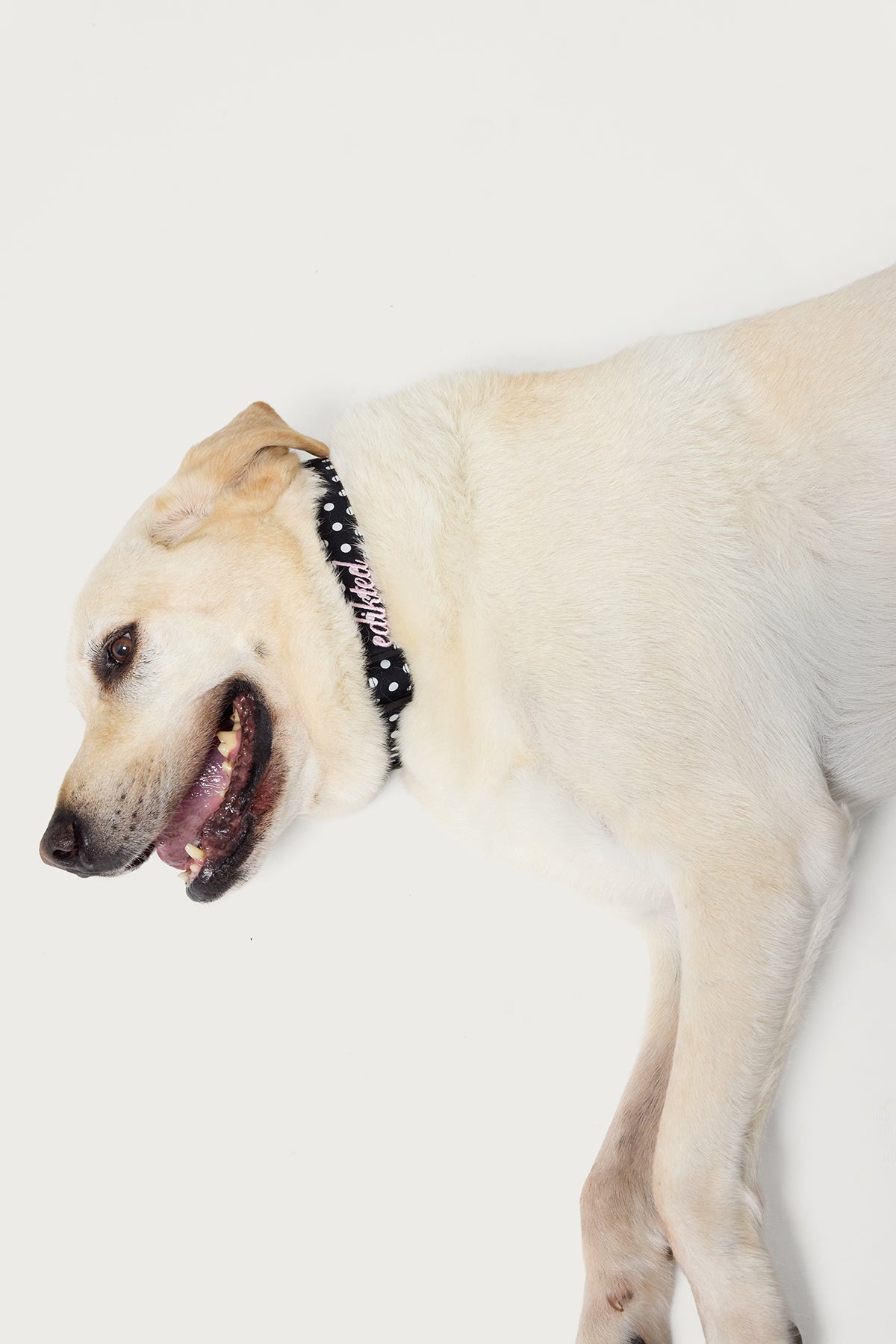 Spotted Edikted Pet Collar - Image 2